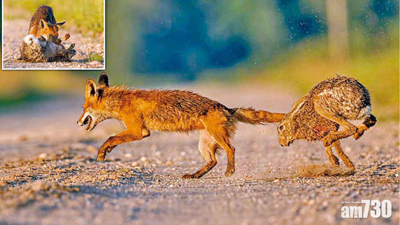 絕地反擊兔追狐