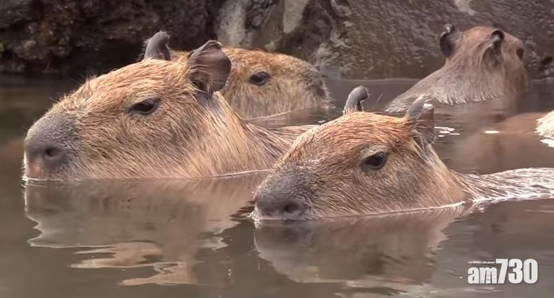 【超可愛】 水豚家族浸溫泉