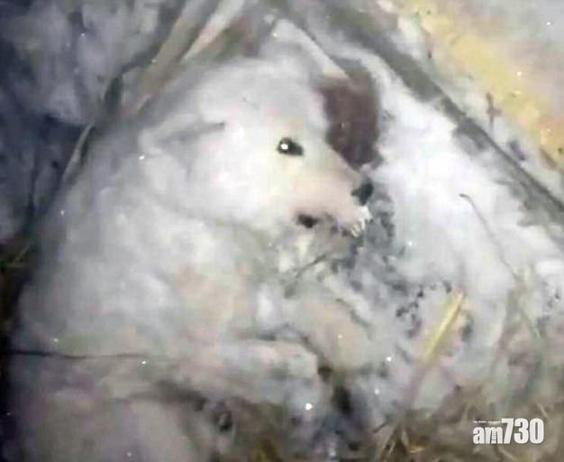 【人渣狗主】俄賤男-32°C淋水凍死狗狗　義工：不會忘記牠雙眼