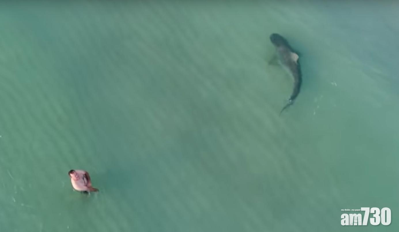 【睇你唔到】虎鯊身邊游　邁亞密泳客懵然不知(有片)