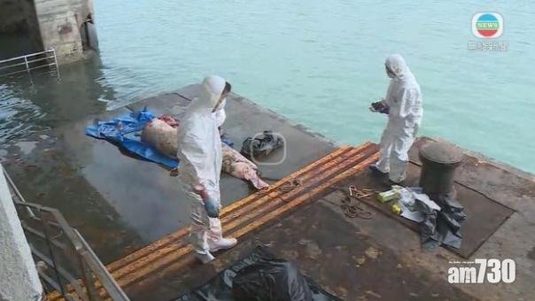 青衣貨櫃碼頭對開海面發現小抹香鯨屍體