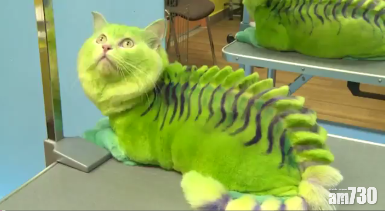 主為所欲為 貓苦上加苦