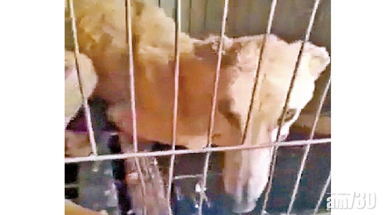澳門賽狗獵犬 退役轉售內地屠宰