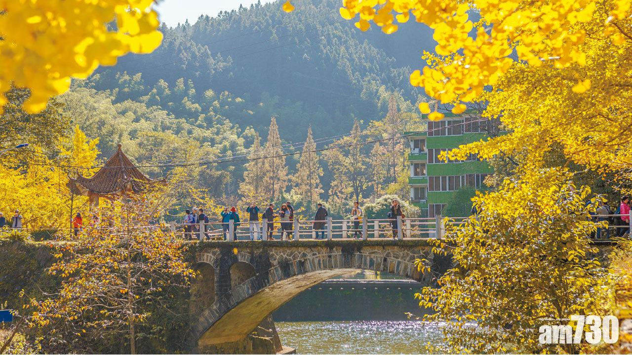 季節限定 秋天韶關賞銀杏 滿城盡帶金黃色