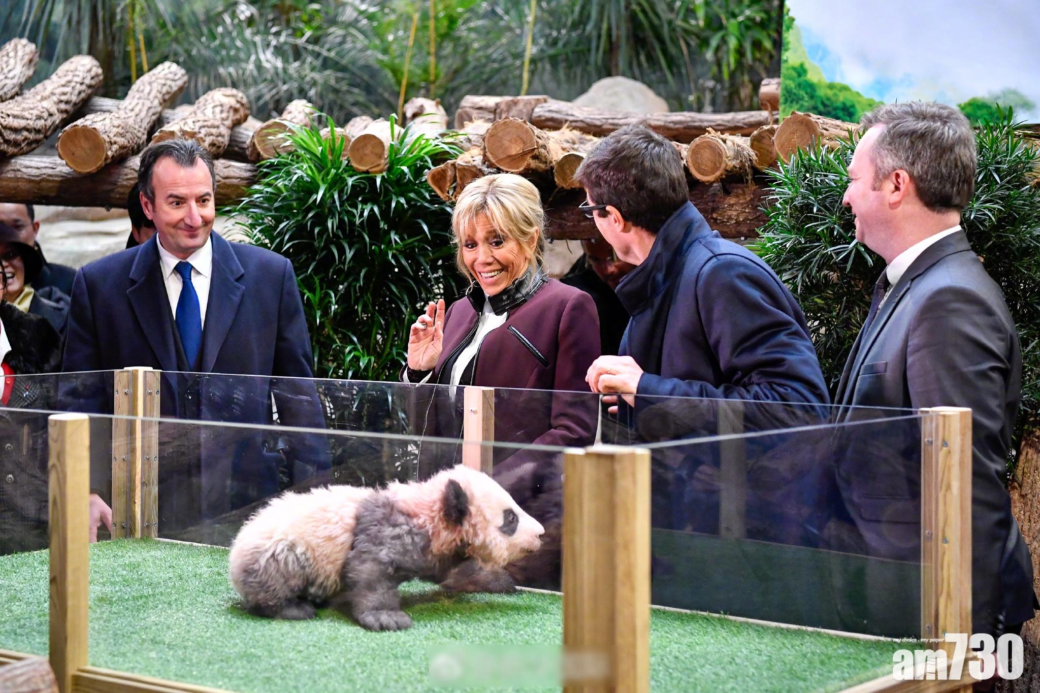 在法出生大熊貓命名「圓夢」
