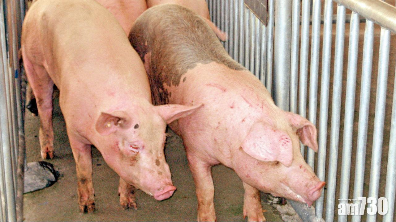 多存在食物環境及人體中  理大：耐藥基因細菌普遍