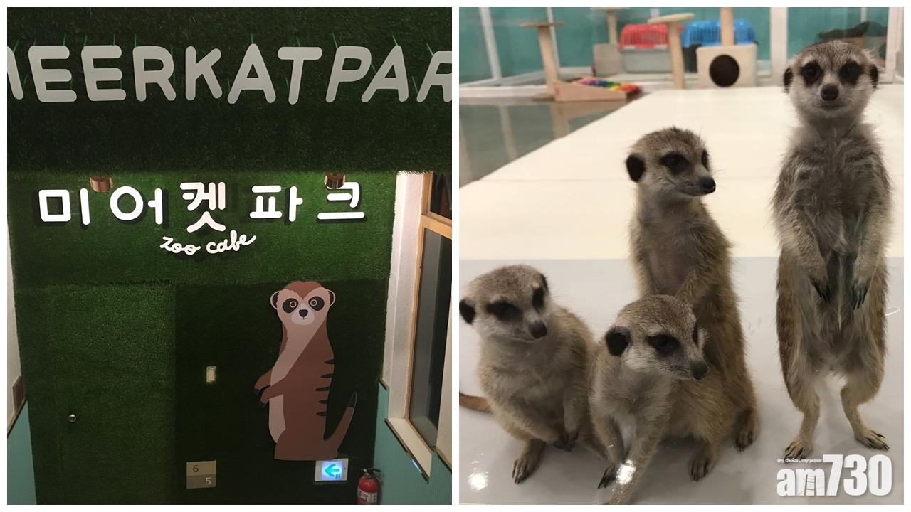 近距離親親動物 韓國狐獴Café