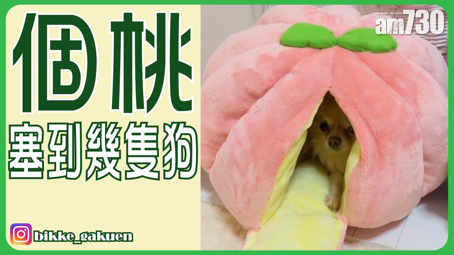 個桃塞到幾隻狗？