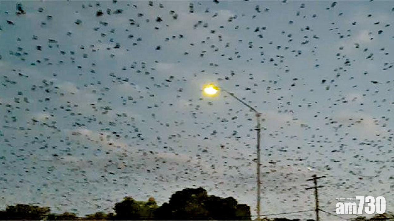 天降屍屎傳惡臭 20萬蝙蝠襲昆士蘭