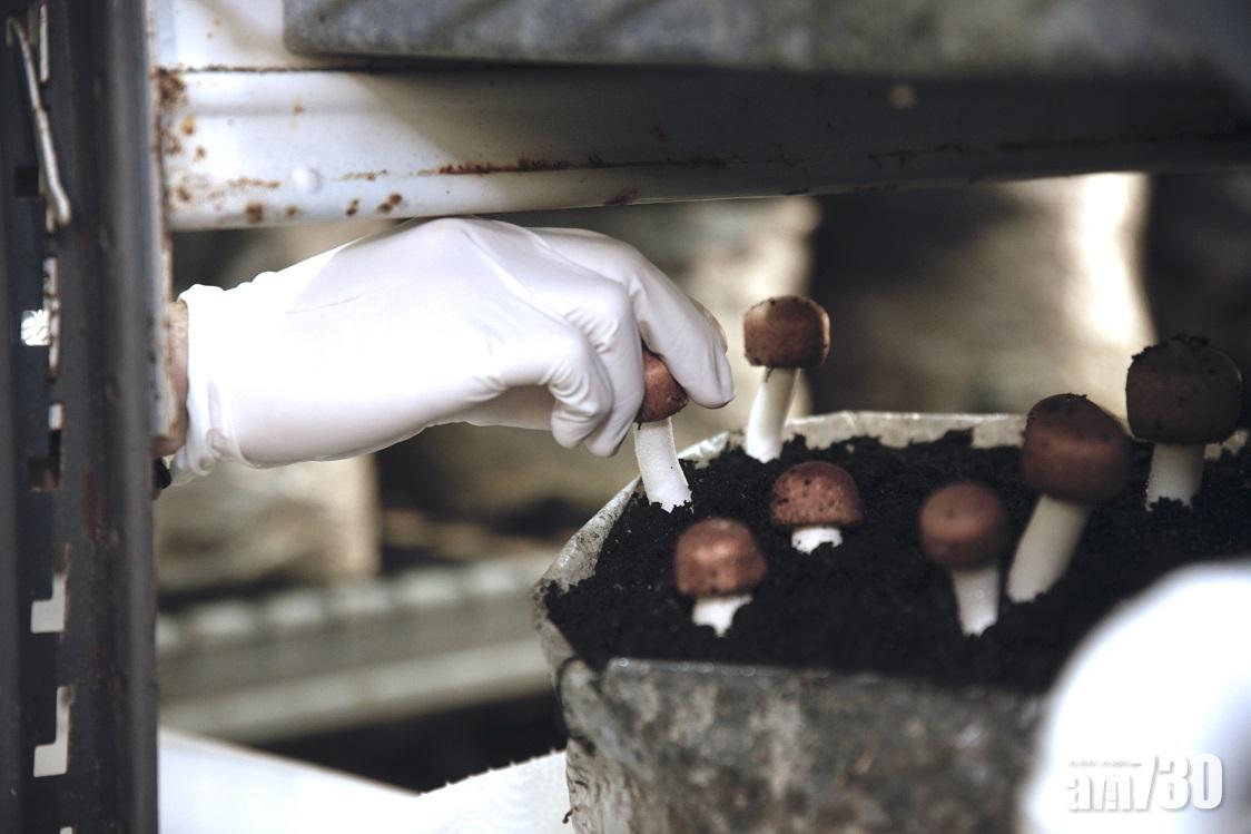 本地培植姬松茸「純の活」