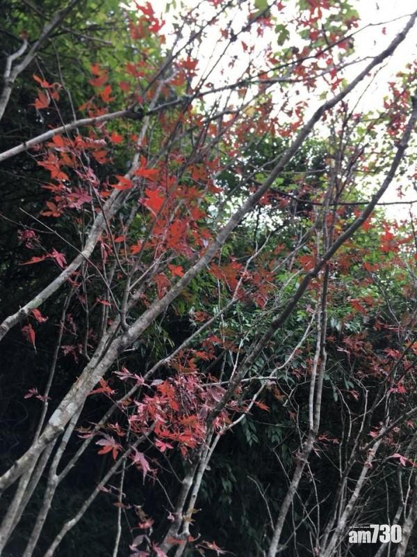 台灣「楓」季來了 宜蘭公路楓葉轉紅