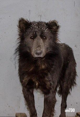 鬆獅混種熊面狗身 動物組織批養殖場亂配種