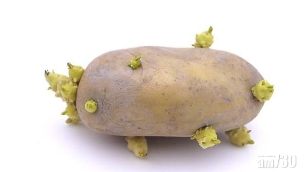 薯仔發芽有無毒？科學家︰切掉發芽部分可繼續食用