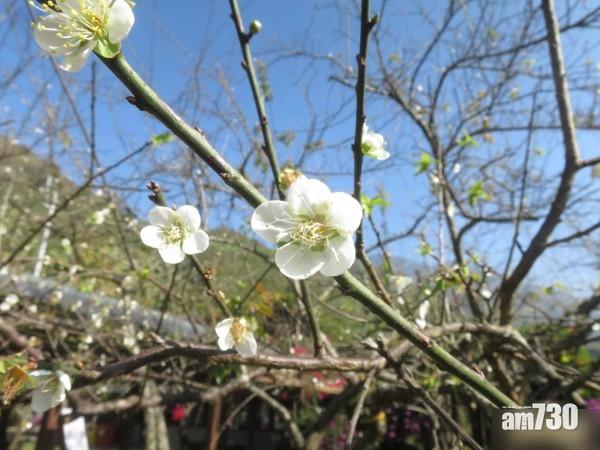 台灣賞梅去！信義鄉梅花料近10年最美