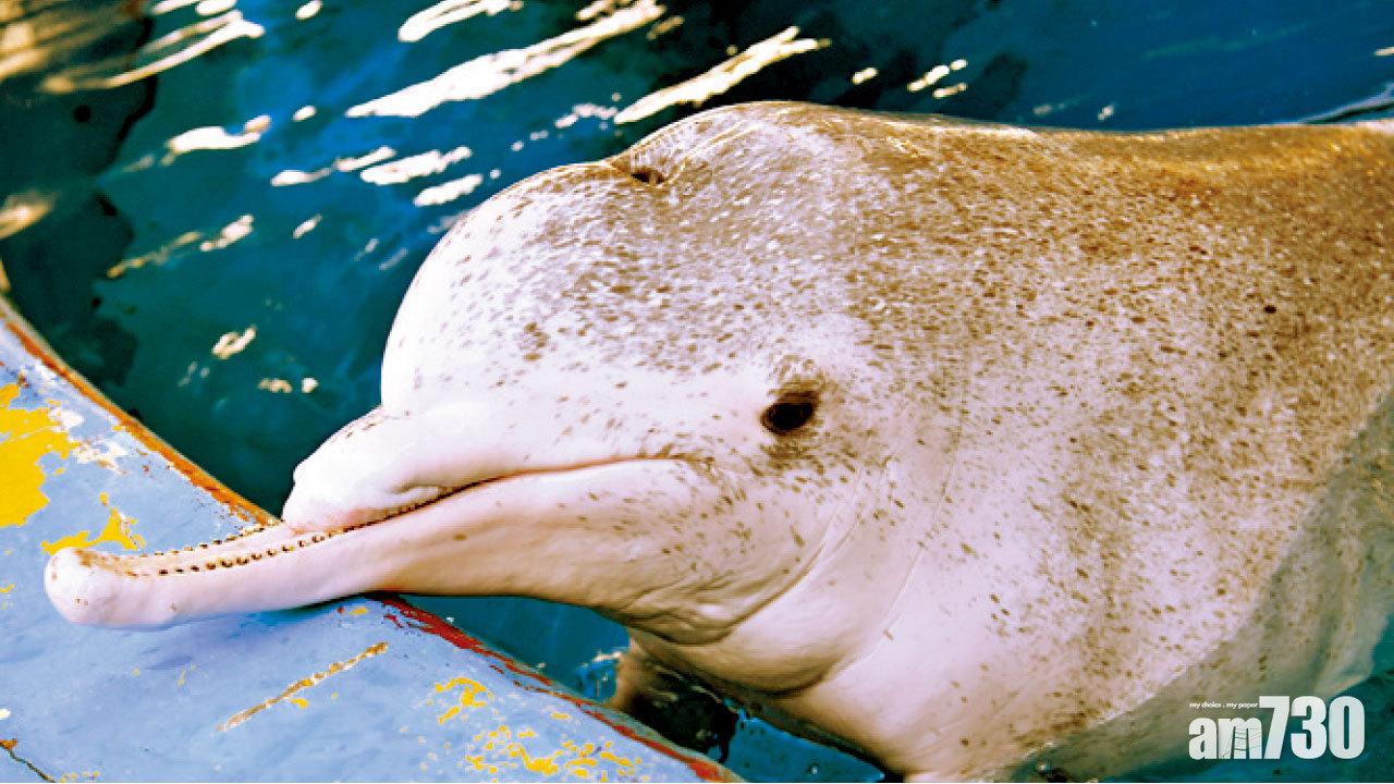 傳中華白海豚受虐斷頜 動物園辯稱意外受傷