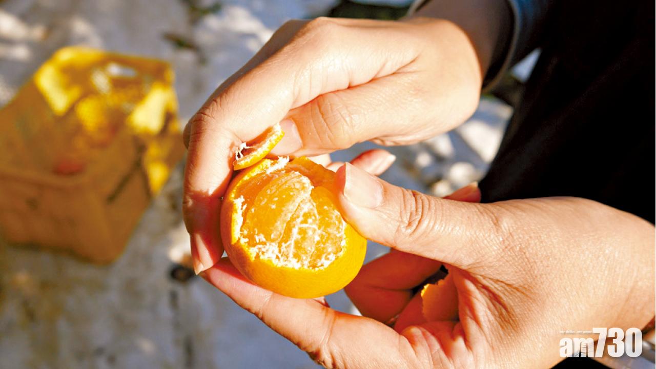 日本 熊本縣  俯拾皆甜美