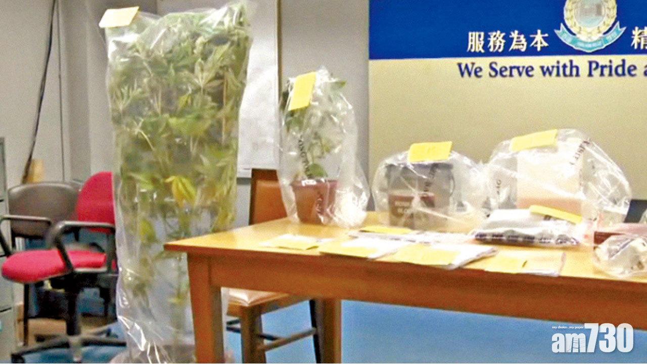 西貢破大麻種植場拘2漢