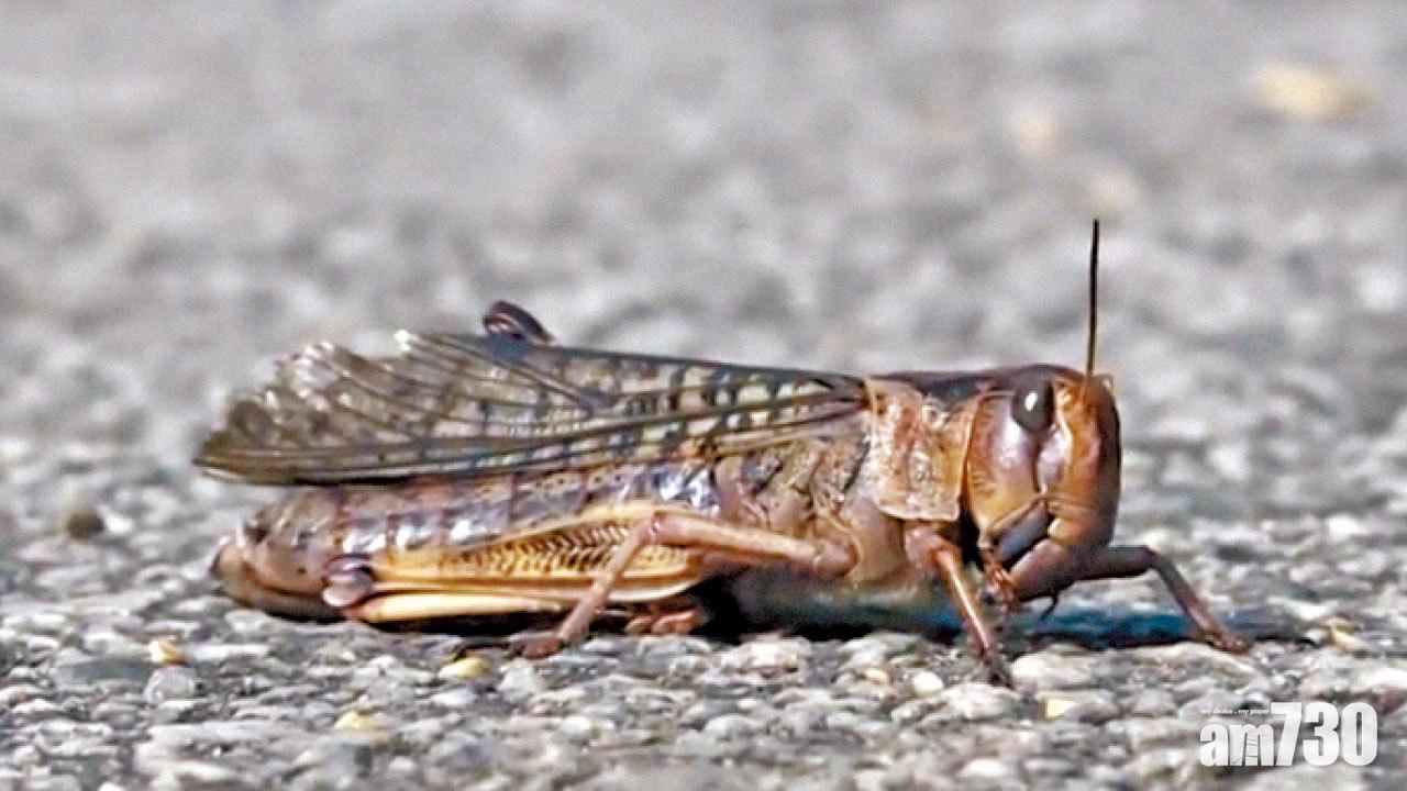 蝗蟲未影響船灣淡水湖水質