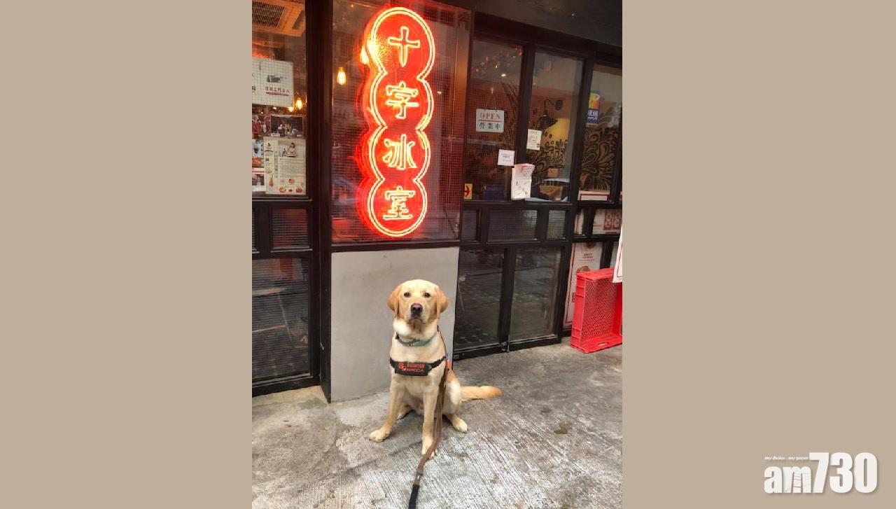 冰室疑拒導盲犬事件  導盲犬協會：事件不算罕見