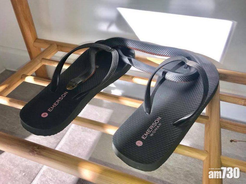 【最強保護色】澳洲毒蛇完美隱身人字拖