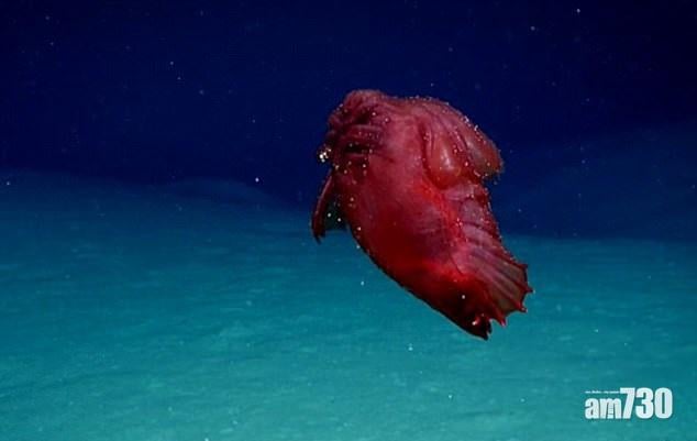 海底發現「無頭」生物 原來是浮游海參