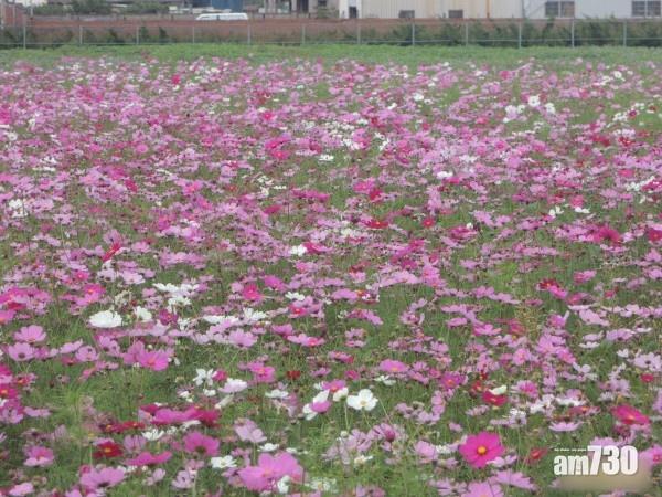 新竹花田盛開 冬日賞波斯菊