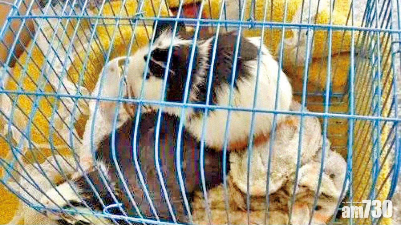 浙婦收不明黑點蘋果 天竺鼠試吃離奇死亡