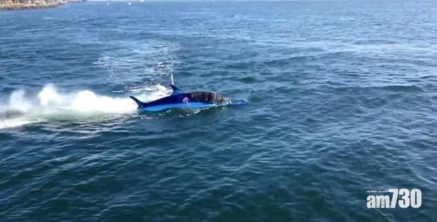 【有片】小船高速躍出水面 驟眼看以為鯊魚