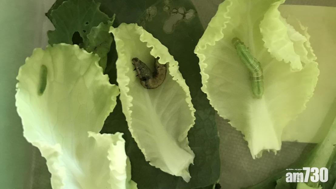 【爆趣】唔打死菜蟲當寵物養 結果竟然……