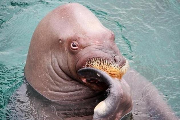 【有片】海象做乜諗嘢呢？