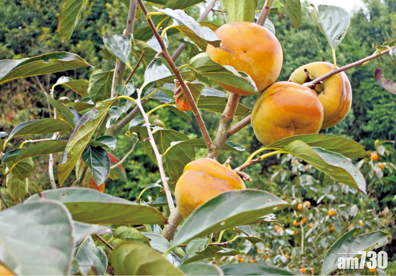 {專訪}睇書學務農 港商誓要「橙有橙味」