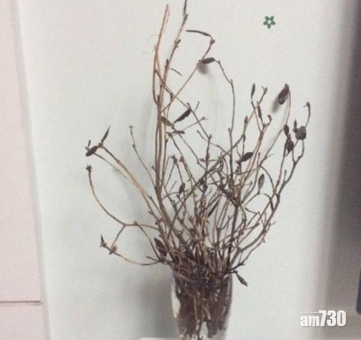 網民興養「起死回生花」 野生植株遭濫伐