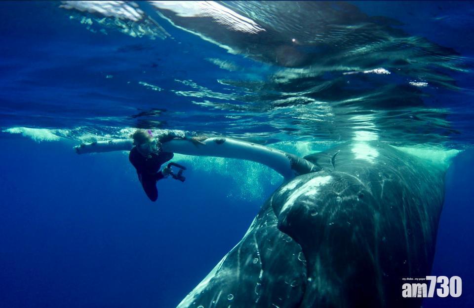 潛水驚遇虎鯊 幸得座頭鯨魚相救