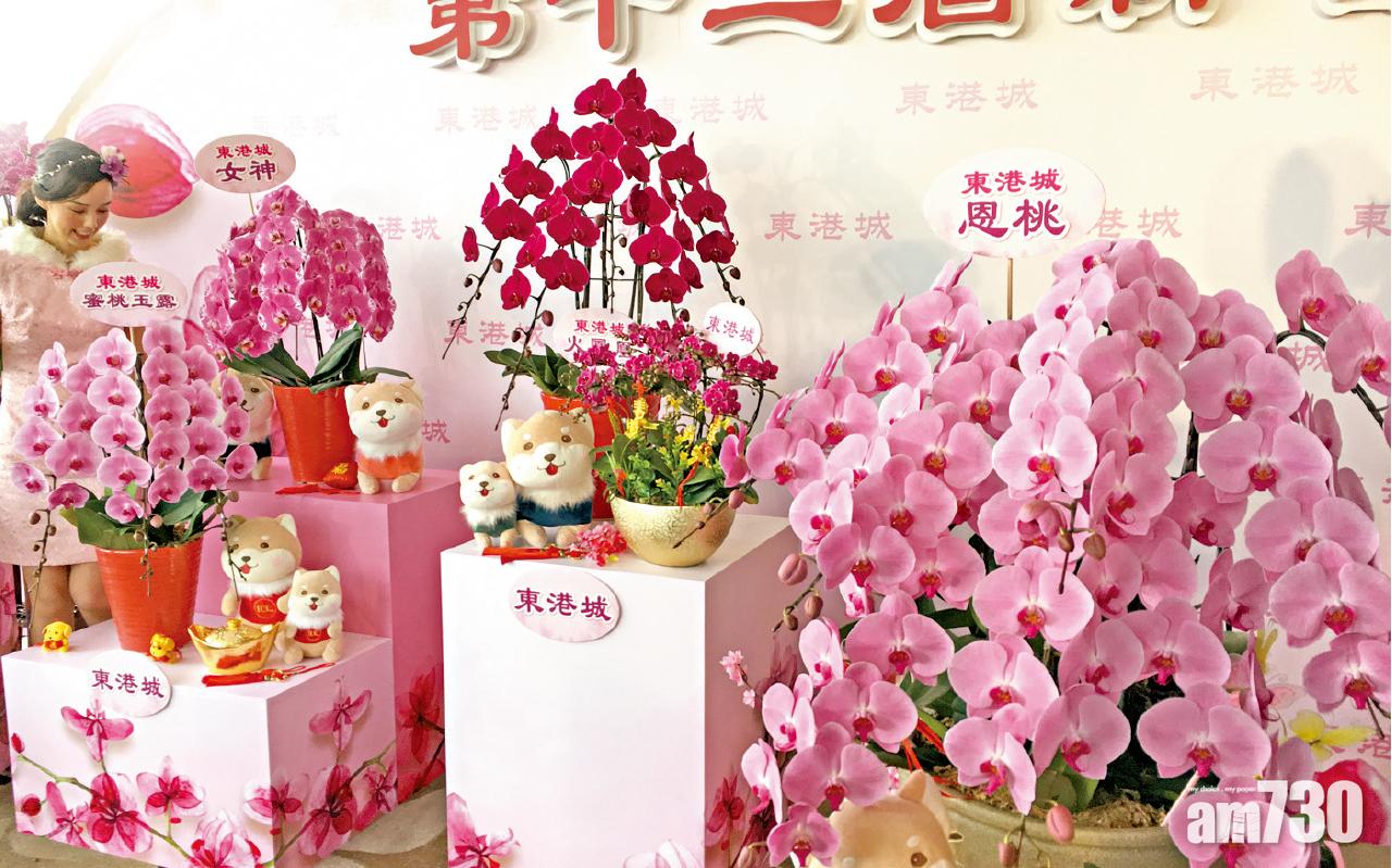 港首培植日本皇室蘭花 恩桃最貴2.8萬