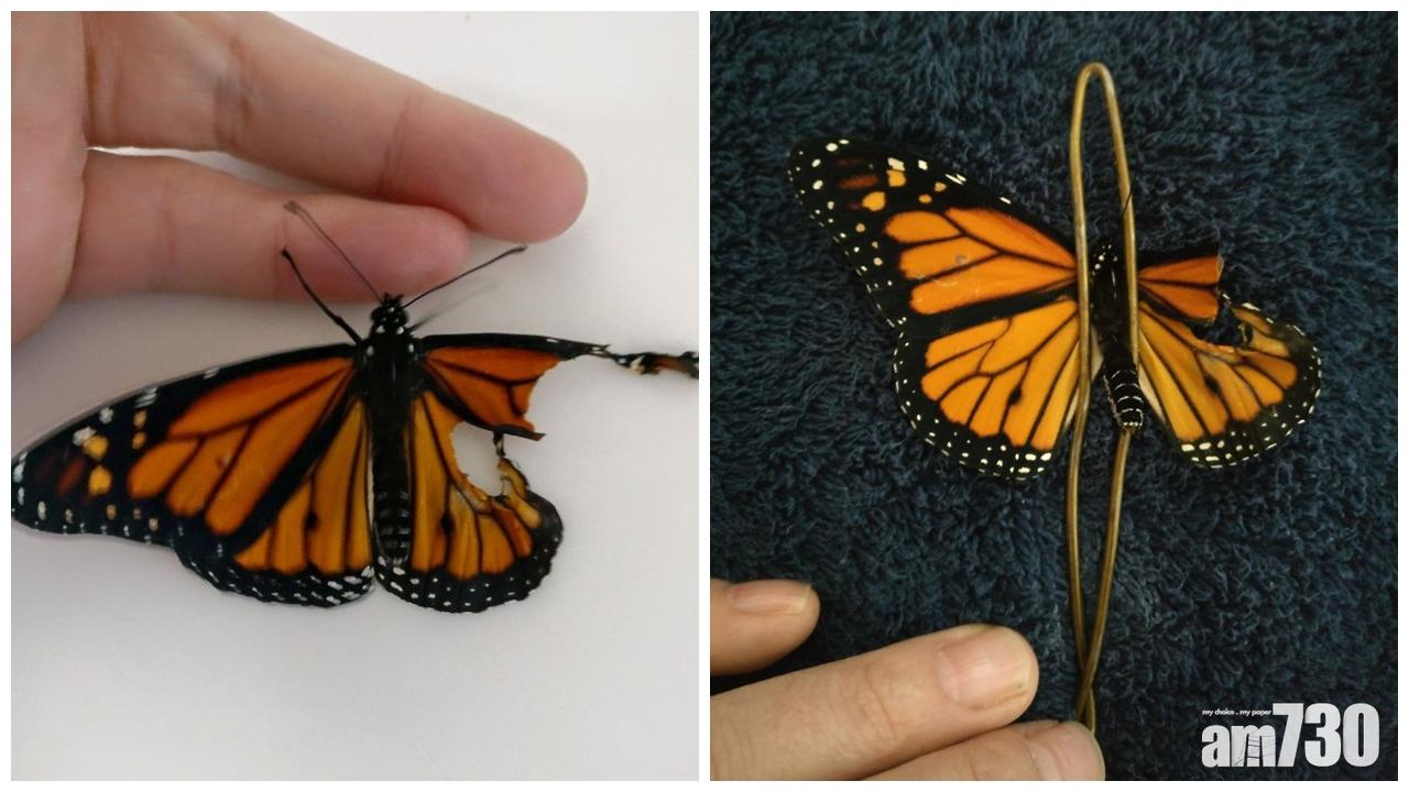 蝴蝶折翼 設計師巧手施「接翼手術」