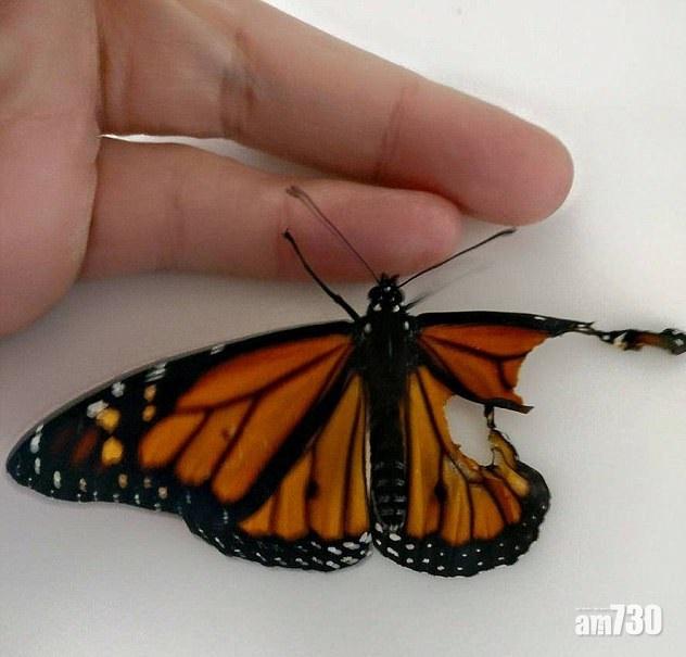 妙手仁心補折翼