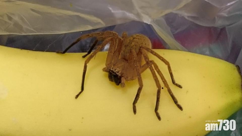 超市買香蕉 竟送致命毒蜘蛛