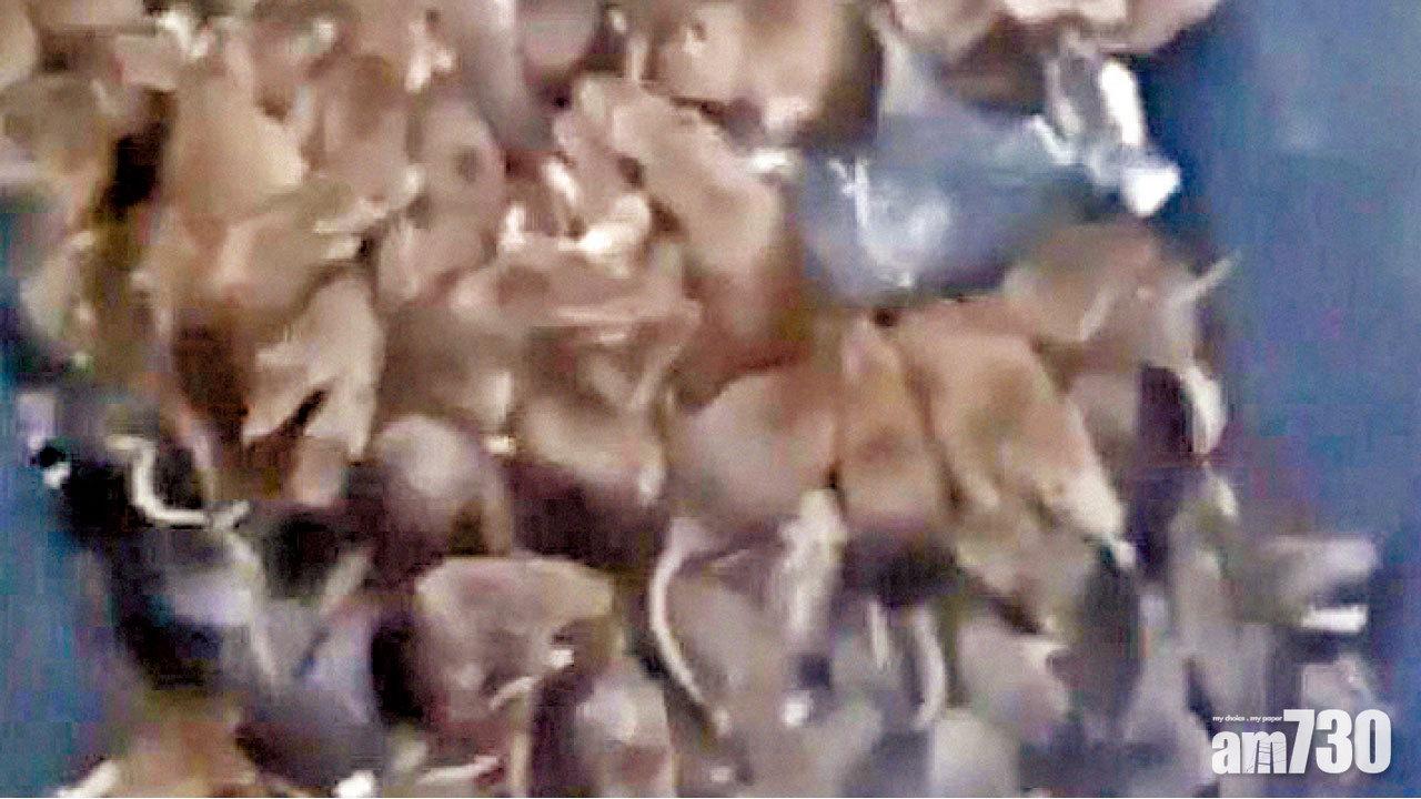 巴黎鼠患嚴重 垃圾桶內狂跳