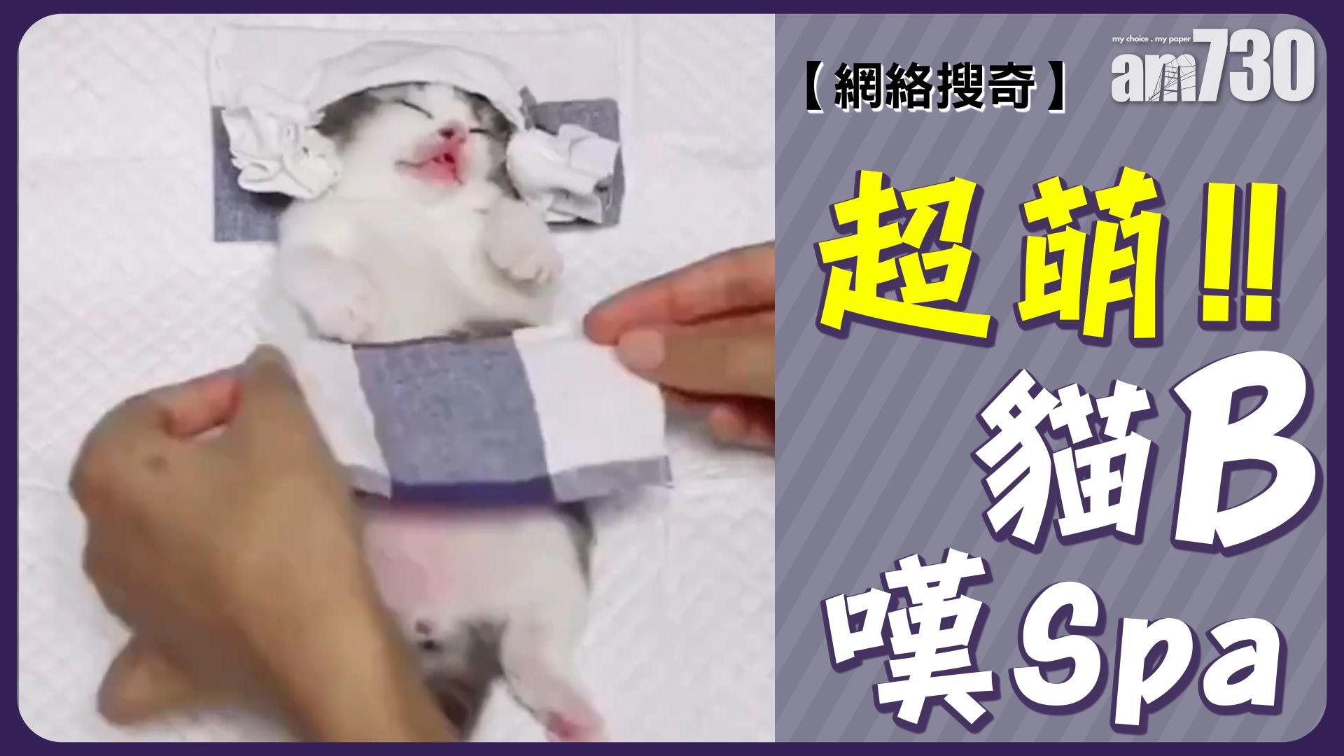 超萌！ 貓B嘆Spa