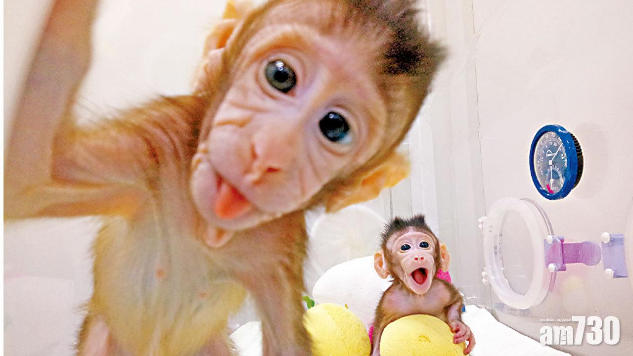 助研究腦疾病藥物 中國成功複製猴