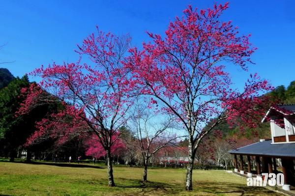 【台灣櫻花季】農曆新年啱去中部賞櫻