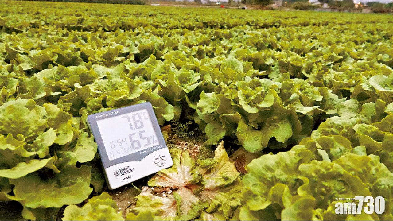 再發霜凍警告 天文台料凍至年廿七