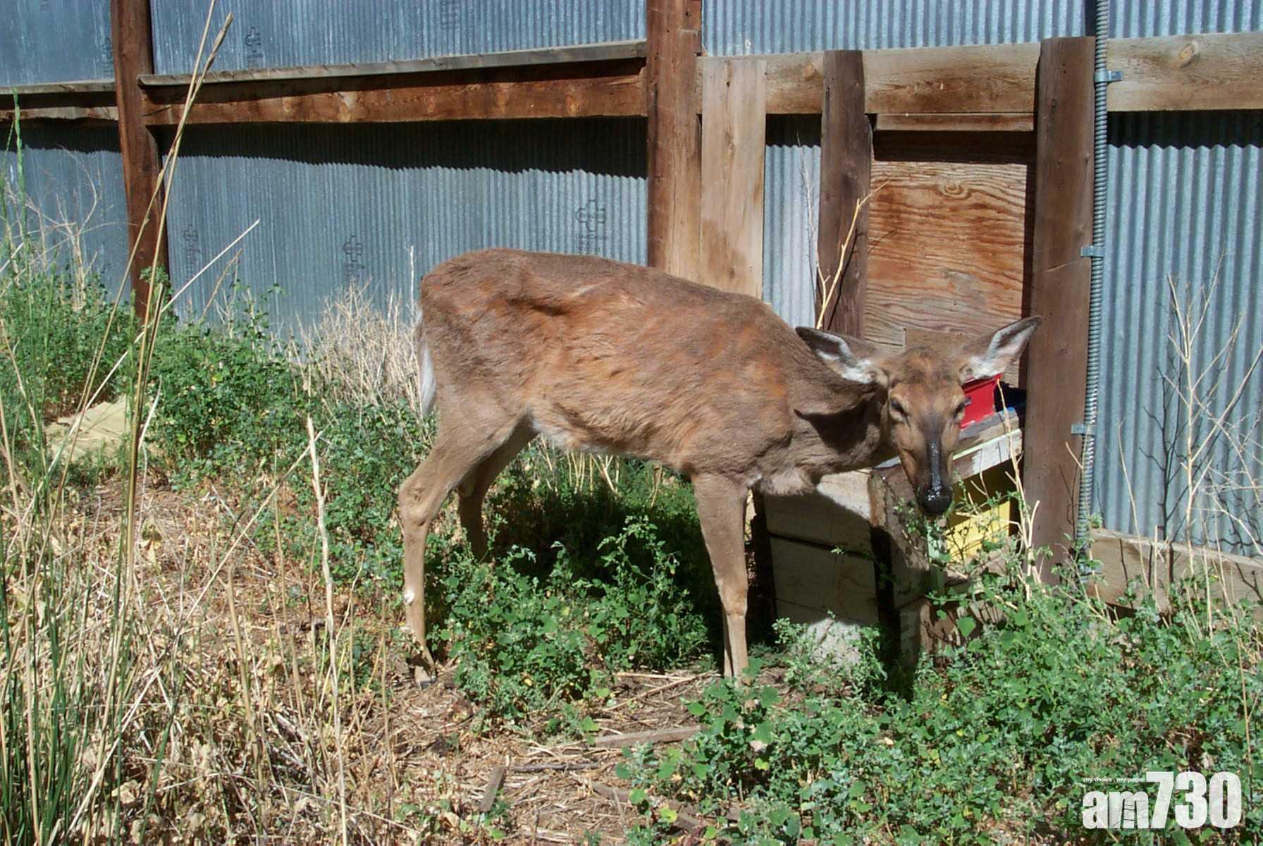 美國「喪屍鹿」病毒橫行　專家憂感染人類