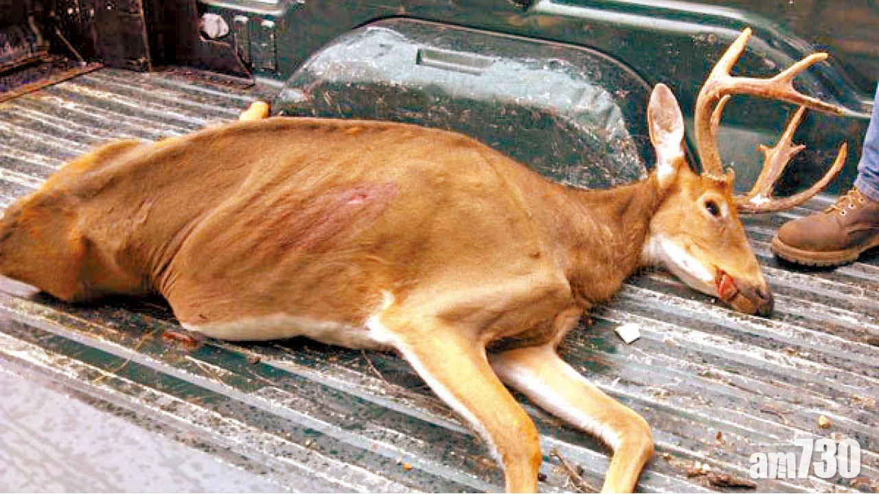 如瘋牛症腦穿窿  憂傳人 「喪屍鹿」襲美22州