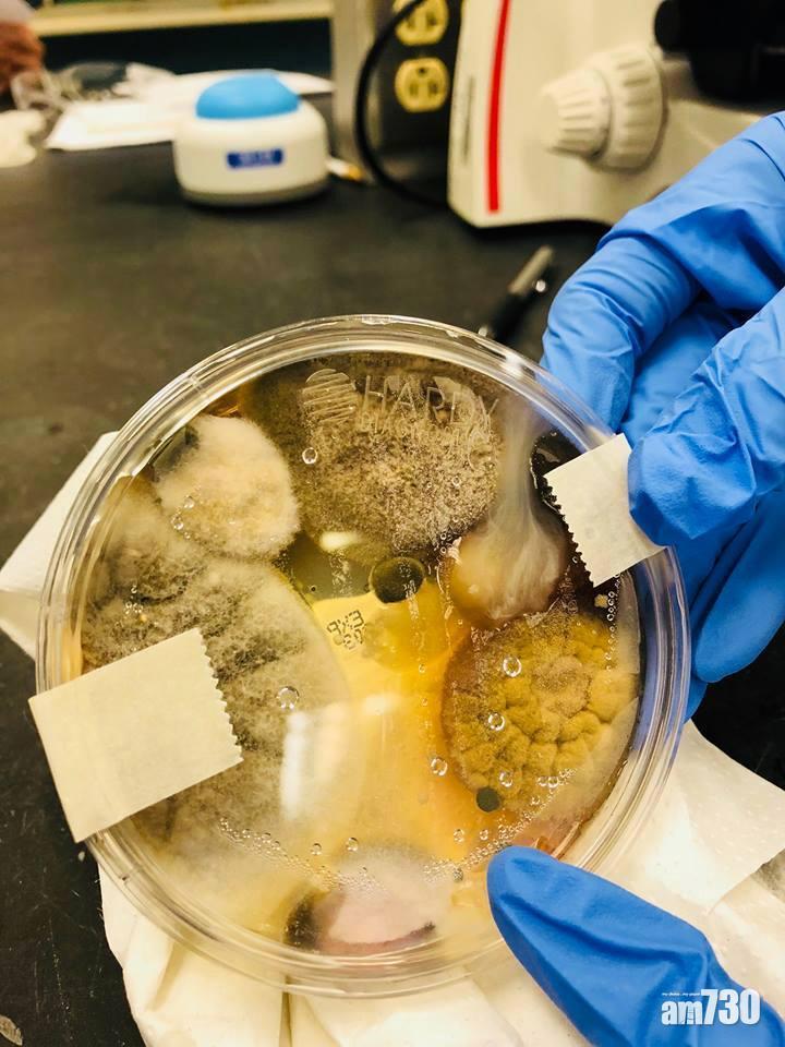 乾手機吹3分鐘 兩日後驚現大量霉菌？