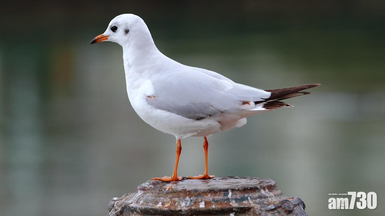 流浮山紅嘴鷗屍體證實染H5N6禽流感