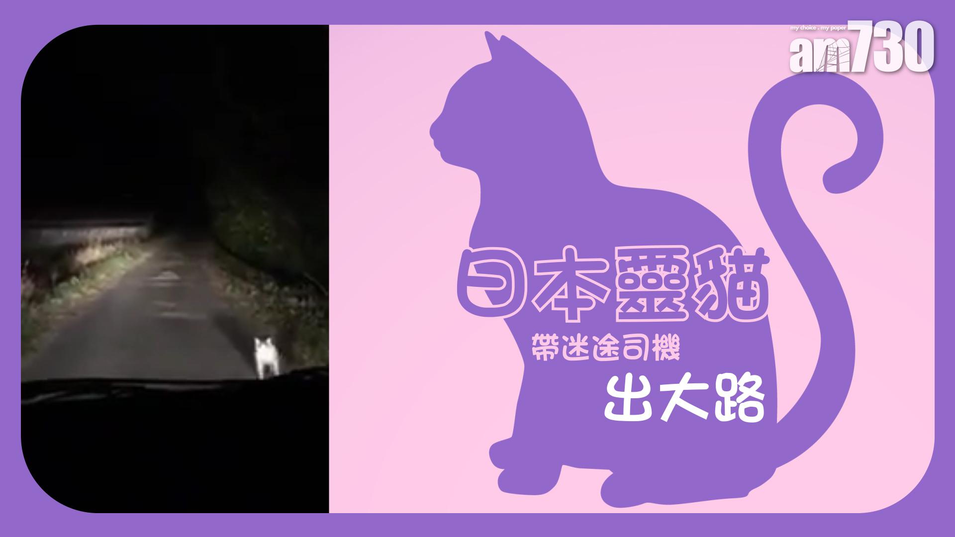 深山迷路 幸得「神貓」引路脫困 