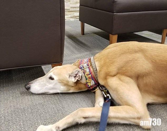 【唔通連細路都唔鍾意我】「慘情狗」爆紅變明星