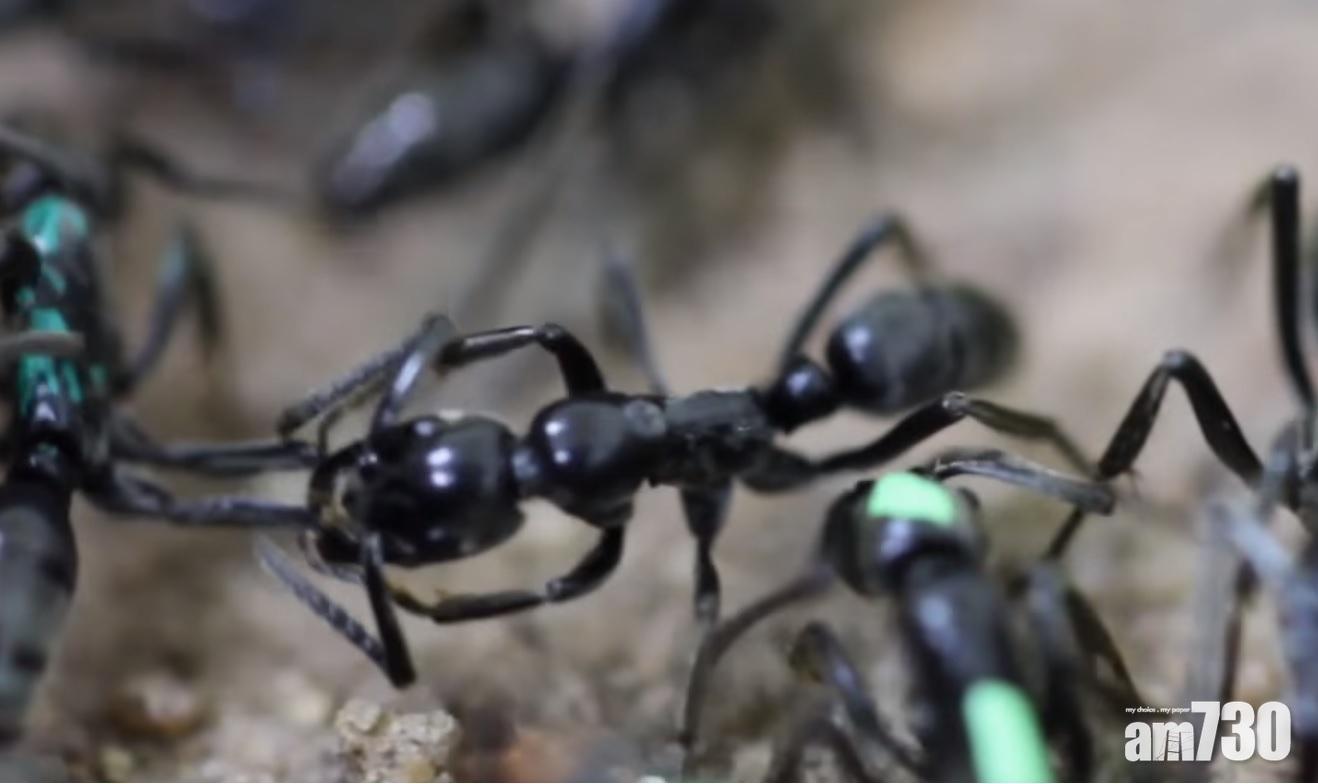 螞蟻都有情有義！戰場勇救同伴