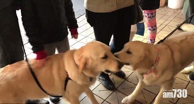 俄同胞狗分領養 美巧遇激動碌地